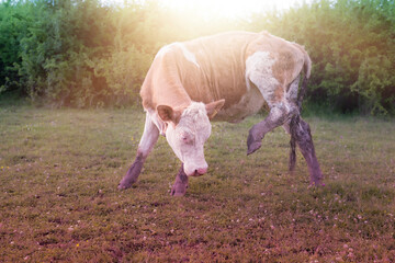 Obraz na płótnie Canvas Cow grazing the grass on green field.High quality photo.
