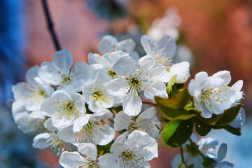 A branch of a flowering tree in a garden or forest.