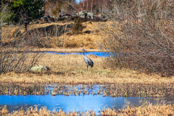 Obraz na płótnie Canvas Crane standing in a wetland at spring