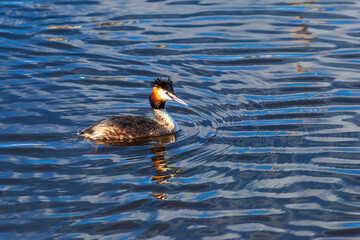 Great crested grebe swimming in a lake