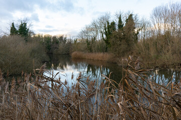 Reeds in winter next to lake and trees