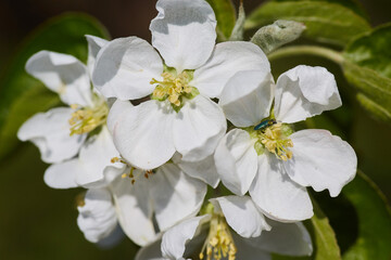 Fototapeta premium A branch of a flowering tree in a garden or forest.