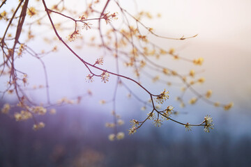 Fototapeta na wymiar A branch of a flowering tree in a garden or forest.