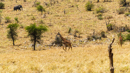 giraffe in the savannah