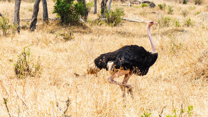 ostrich in the savannah