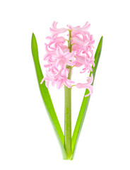Pastel garden hyacinths on white background. Photo