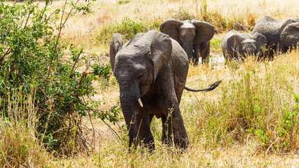african elephant calf
