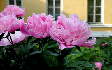 Pink peonies flowers in the garden for natural background. Floriculture collection.