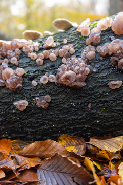 Jelly Fungi on tree trunk with autumn leaves portrait