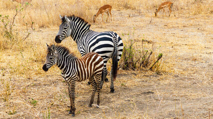 zebra in the savannah
