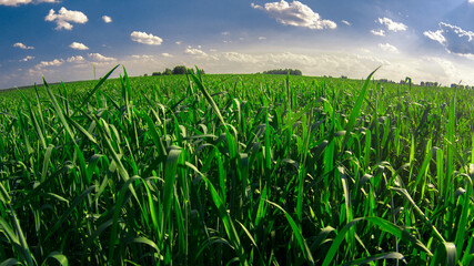 green grass and blue sky