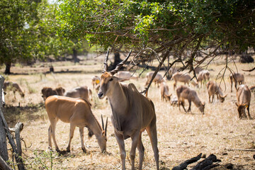 Naklejka na ściany i meble A herd of African deers in the wild. Mauritius.