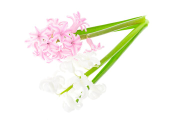 Naklejka premium Pastel garden hyacinths on white background. Photo