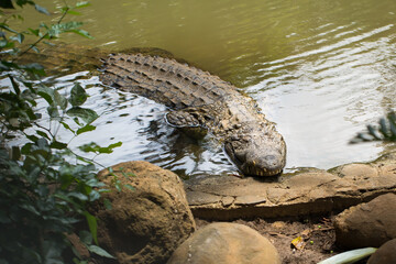Crocodile in the zoo