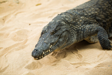 crocodile on light sand