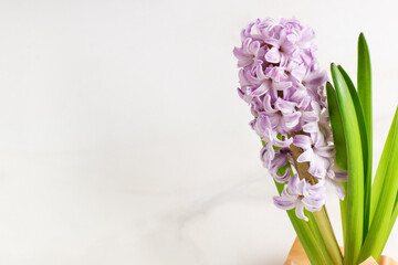  Purple hyacinth on a white background, copy space. The first spring flower is hyacinth. 