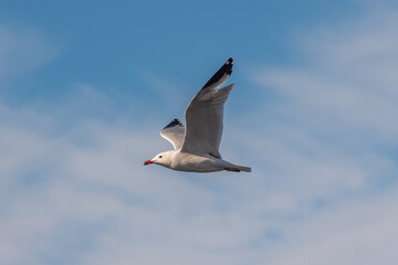 Gaviota volando en un cielo azul