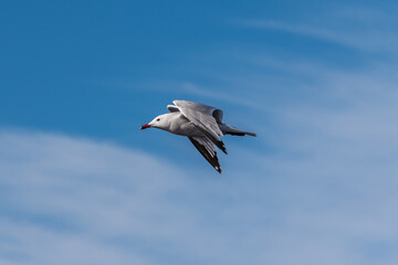 Gaviota volando en un cielo azul