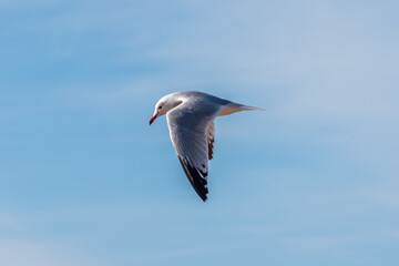 Gaviota volando en un cielo azul