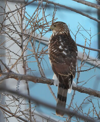 red tailed hawk