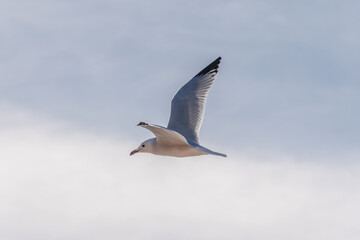 Gaviota volando en un cielo azul