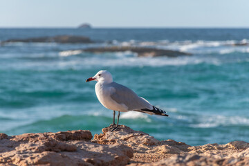 gaviota de pie en un acantilado con el mar de fondo