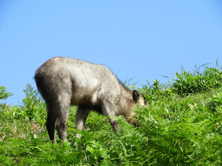 Fototapeta premium ニホンカモシカ・１０月・秋田市