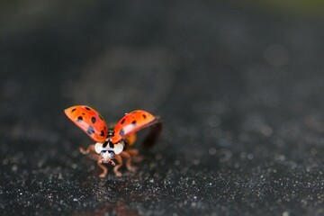 Marienkäfer im Anflug