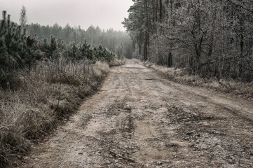 Fototapeta premium Mystical landscape with road through scary forest