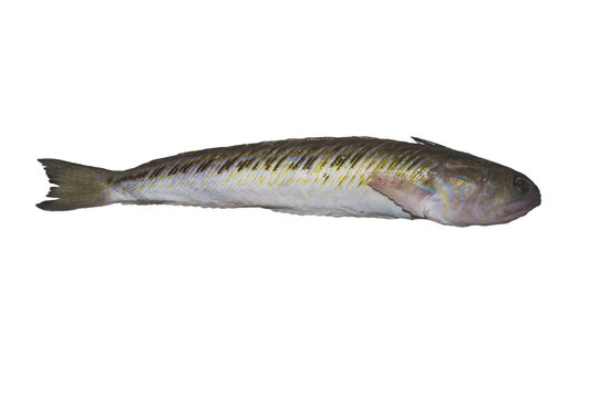 Trachinus draco, greater weever or venomous marine fish isolated on a white background