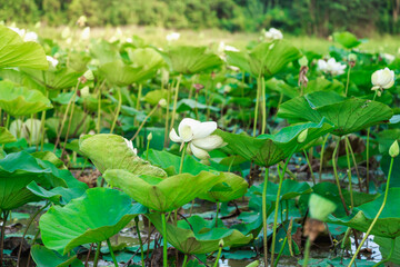 Lotus fields by the river