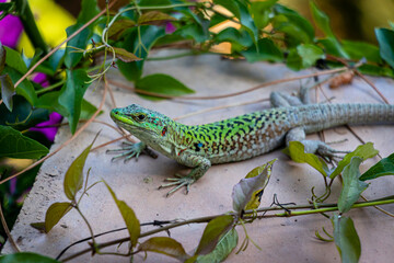green lizard on a stone fence