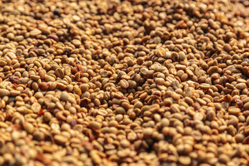 Fresh unroasted coffee beans