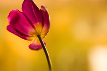 Fototapeta premium Tulpe dunkelrosa/gelb