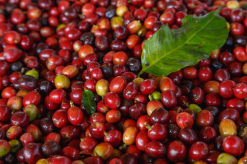 Close up of fresh red raw coffee beans and .Coffee leaves