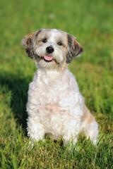 Bolonka Zwetna puppy dog is sitting in the meadow 