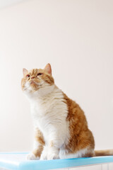 Funny adult ginger cat lies on a box isolated on a beige background and looks into the frame
