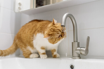 Beautiful ginger white cat catches water drops with his mouth while sitting on a water dispenser
 In bathroom. Funny cat portrait