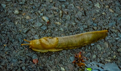 The slug slowly creeps on the ground, Olympic National Park