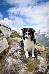 Portrait of border collie on stone in austria nature near to glossglockner.