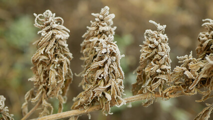 Cannabis hemp winter snow frost harvested dried medicinal crate seeds quality for the production ointments and creams developed by scientists, science modern trend, seeds big bud pistils, stigmas