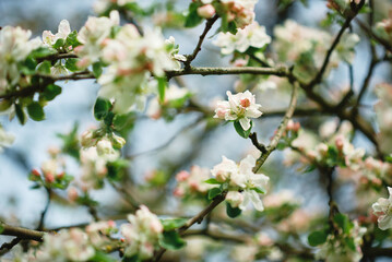 Obraz na płótnie Canvas tree blossom