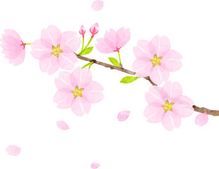 Naklejka na ściany i meble Cherry blossom branch watercolor texture