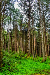 Wet forest on the shores of the Pacific Ocean in Olympic National Park, Washington