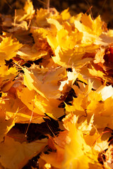 yellow maple leaves as background