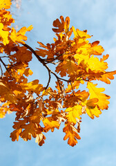 Fototapeta na wymiar yellow maple leaves as background