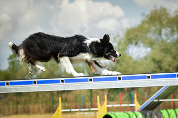 Dog Border collie in agility balance beam.  Amazing day on czech agility competition. They are middle expert it means A2.