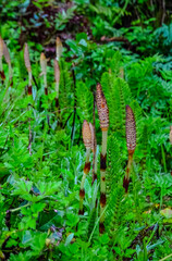 Equisetum telmateia, the great horsetail or northern giant horsetail on the Pacific Ocean in Olympic National Park, Washington