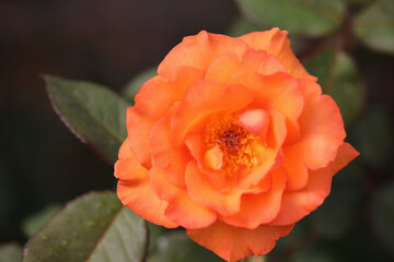 Orange color rose close up