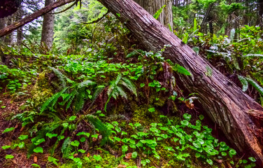 Wet forest on the shores of the Pacific Ocean in Olympic National Park, Washington